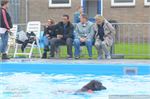 Honden zwemmen (14)